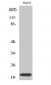 Rho A Polyclonal Antibody